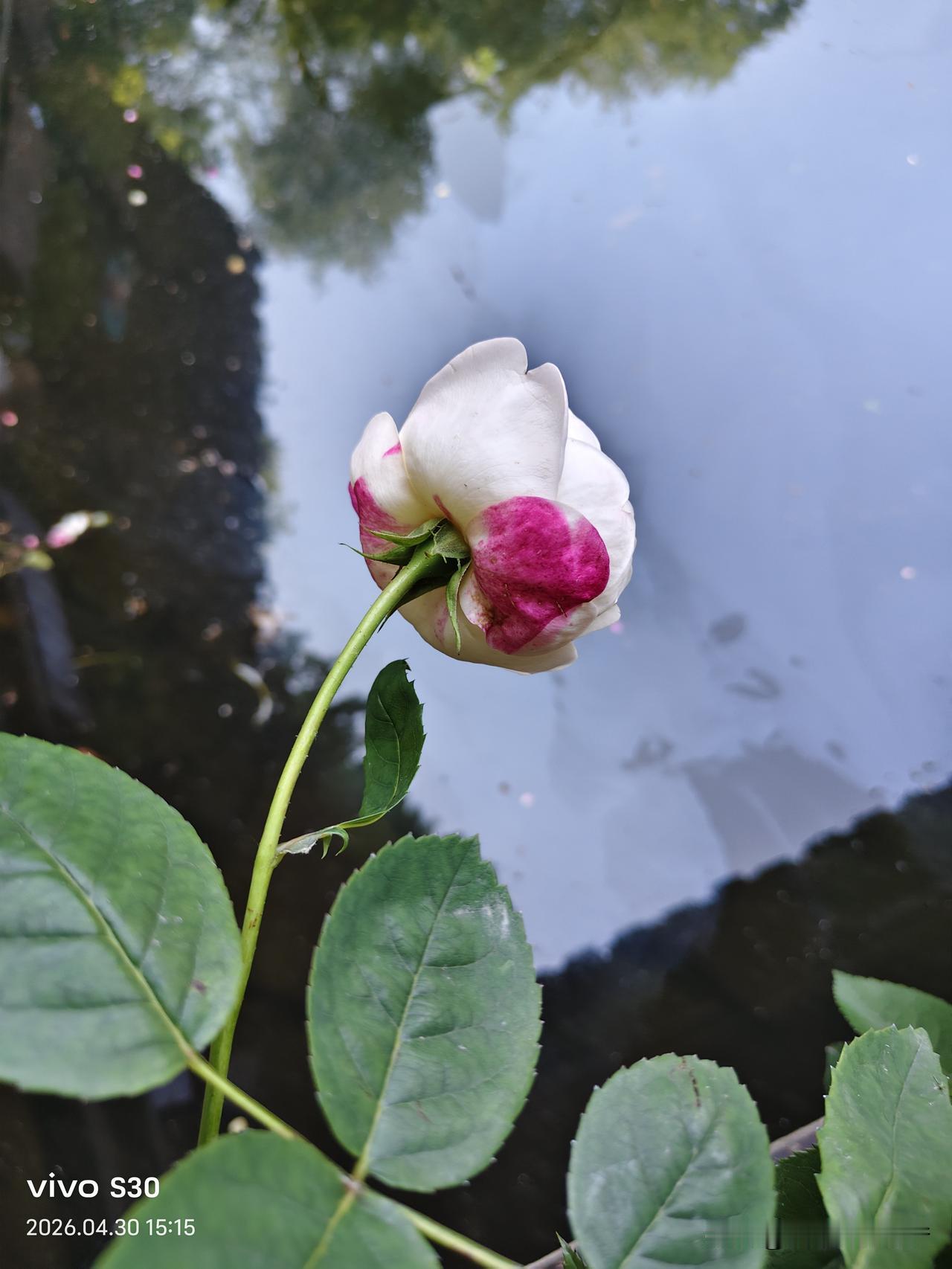 真心话茶局