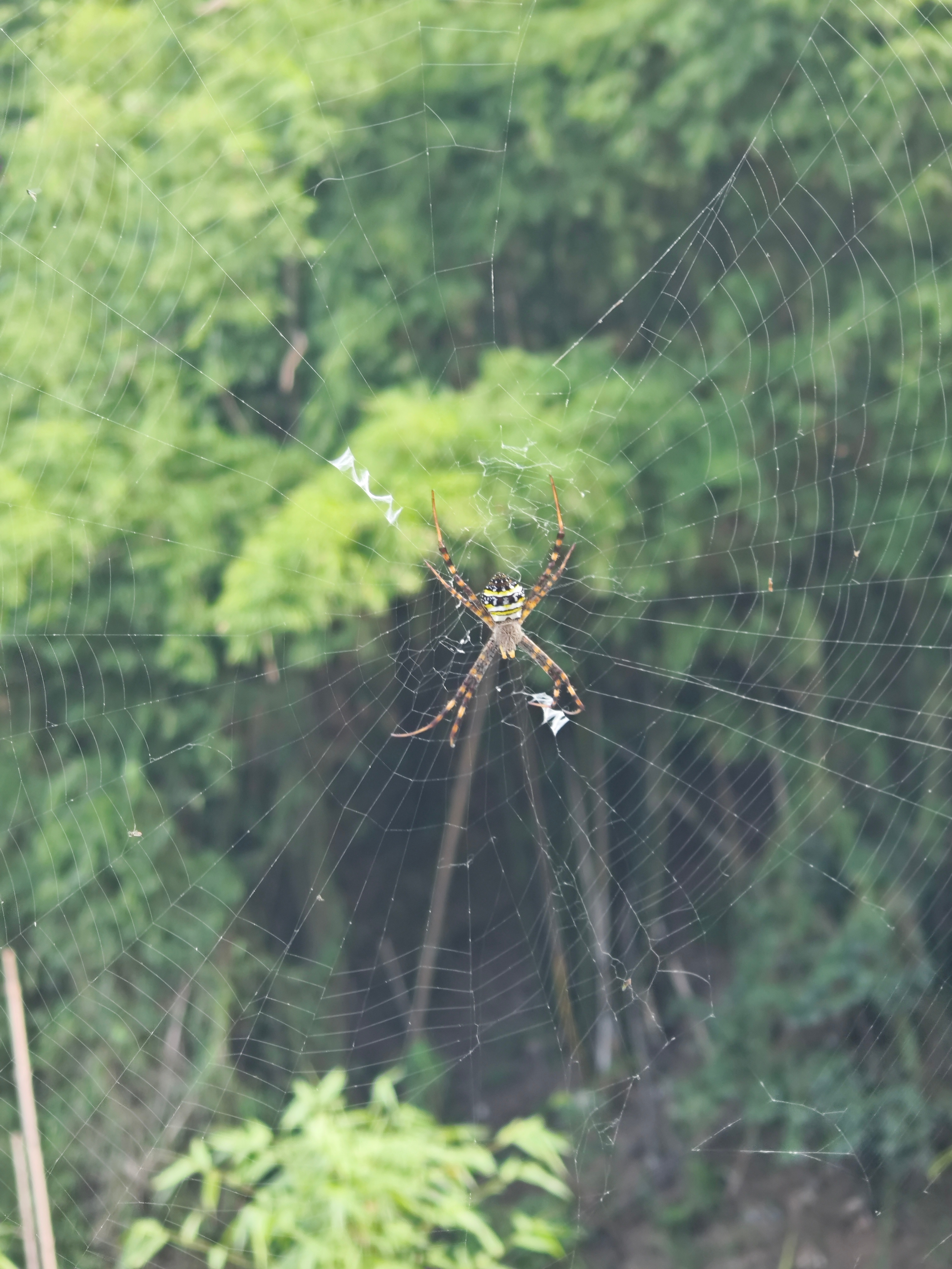 发现一只超大蜘蛛🕷️，蜘蛛网也很大 