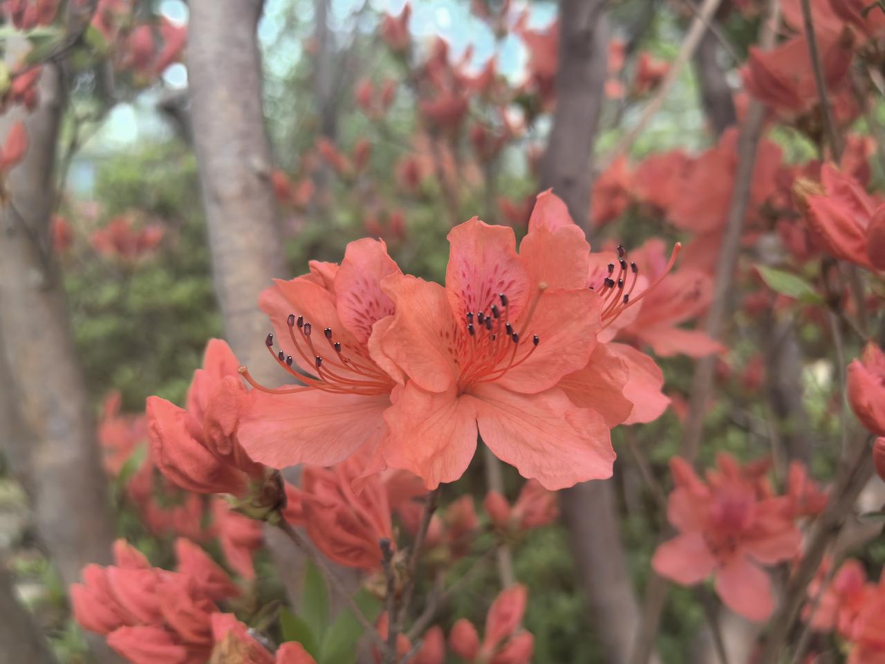 多彩杜鹃（二）