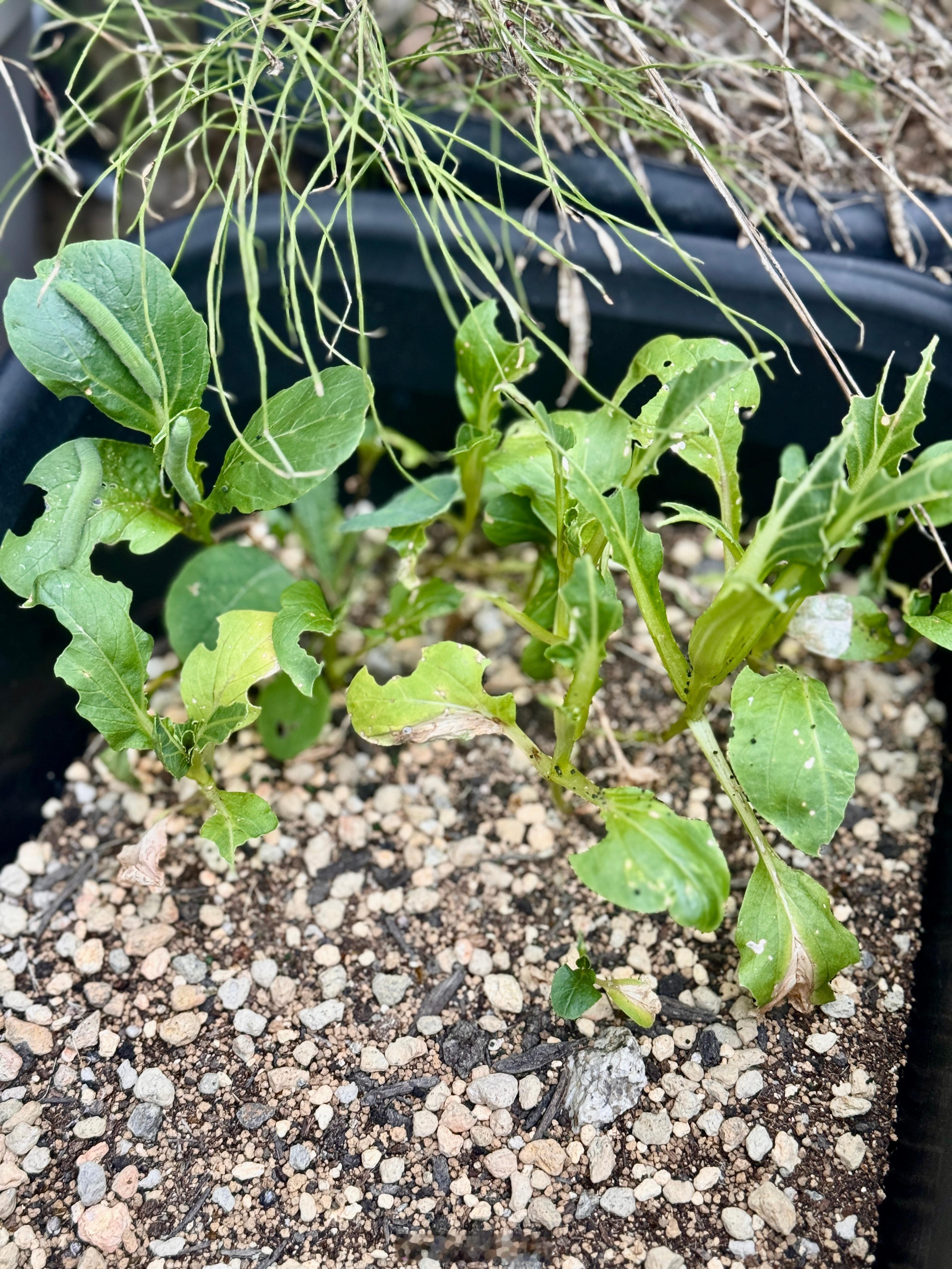 我真服了。我的有机青菜喂出了3条大菜青虫