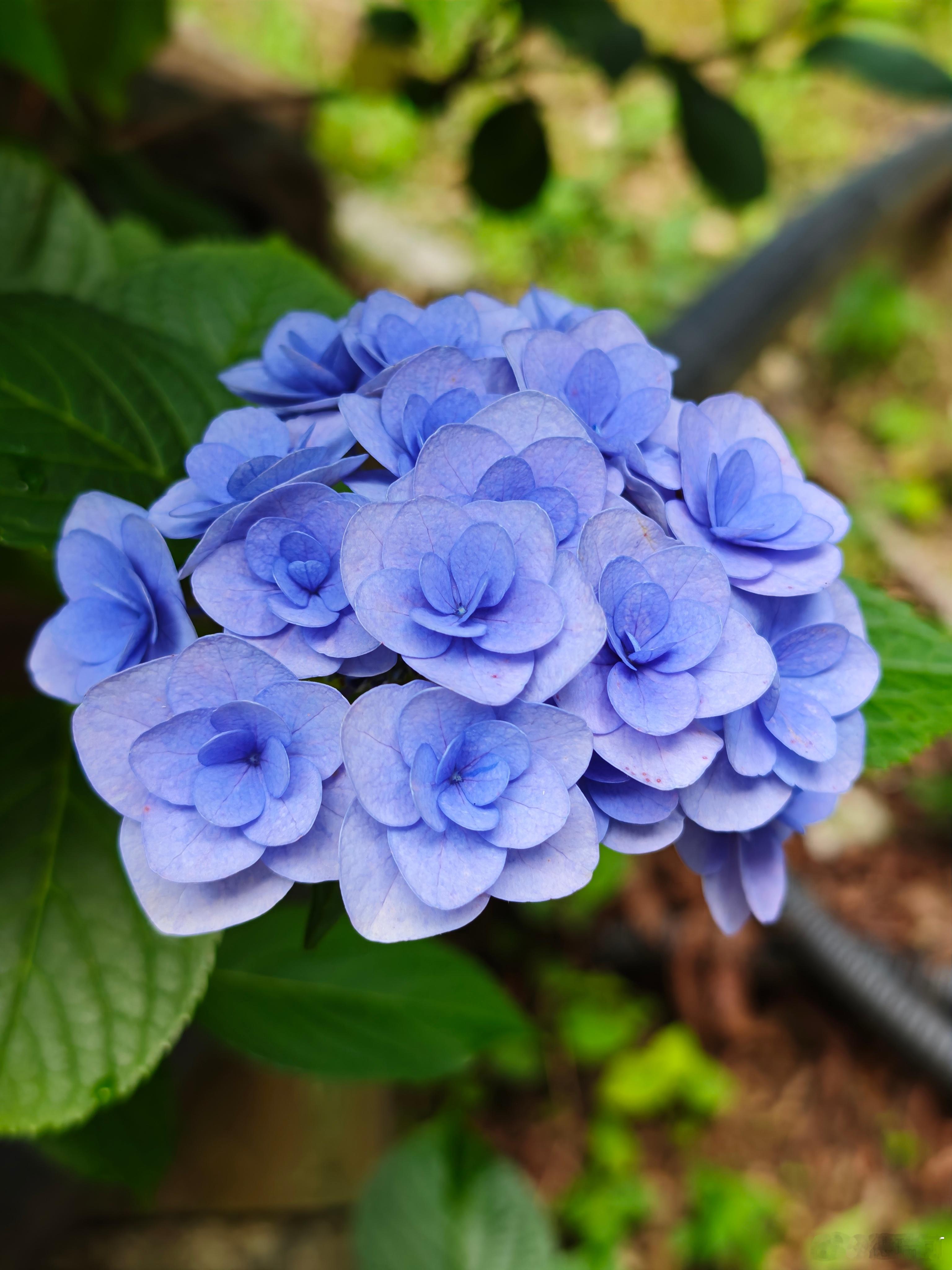 千花攒作蓝玉球，翠幄轻笼夏日柔。 