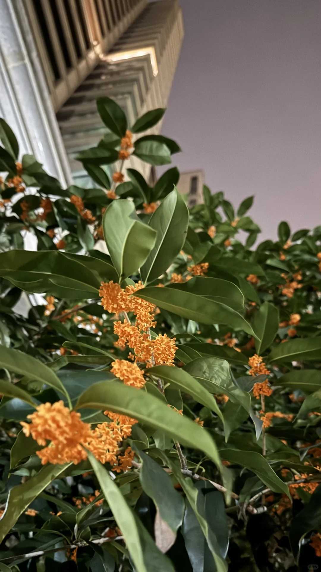 燕子矶 | 小区里的桂花香
