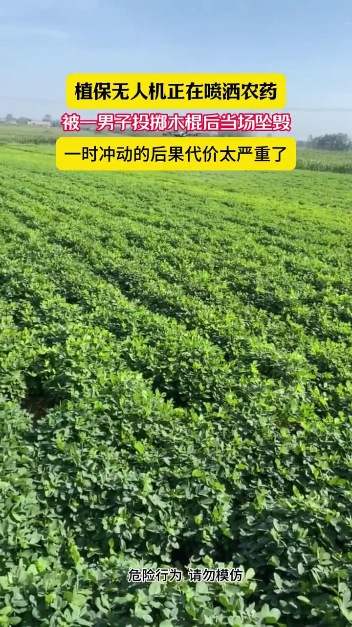 植保无人机正在喷洒农药，被一男子投掷木棍后当场坠毁，一时冲动的后果代价太严重了。