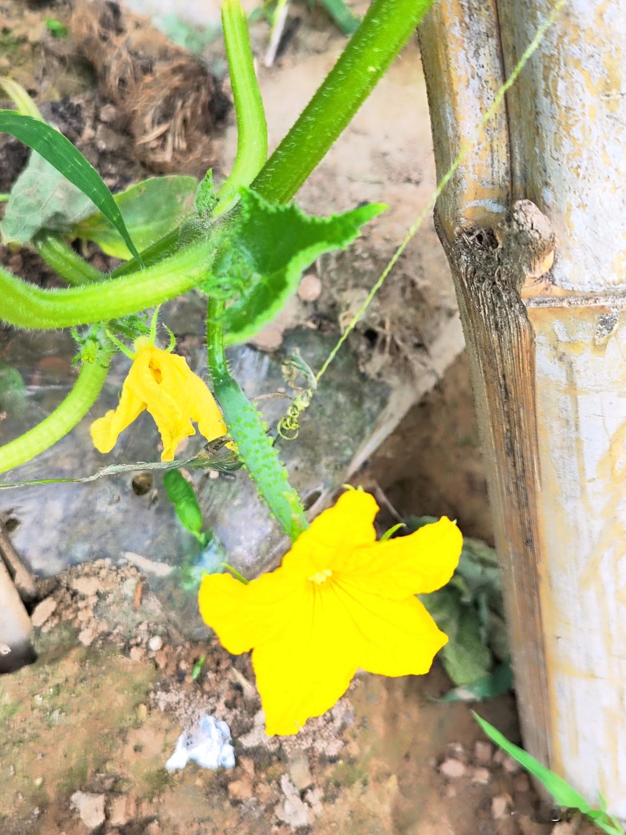 随手拍下小菜园瓜果开花坐果美景。初夏的早晨，黄瓜，辣椒🌶️均已开花坐果，很快就