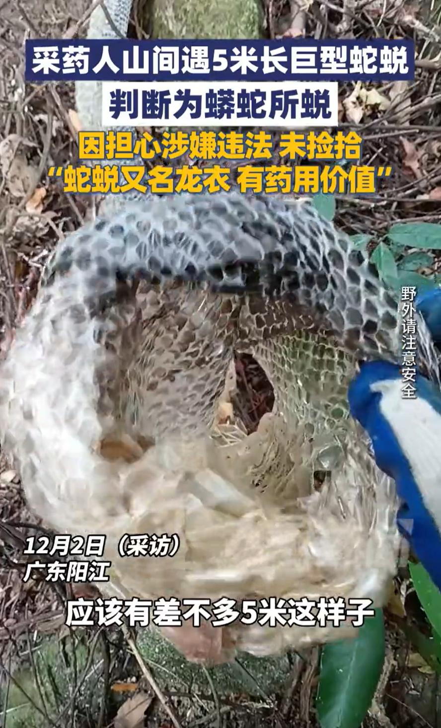“根本不敢捡！”广东阳江，一男子到山上采药，在山间中发现蛇蜕，但不同于普通的蛇蜕