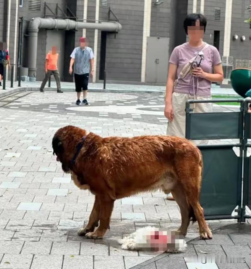 狗咬狗致狗死亡，狗主人领刑！
    事发香港，我们的特区。香港元朗一只没拴绳的