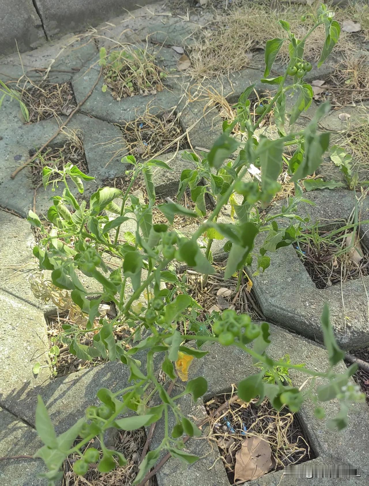 昆山的夏天太热情了，太阳火辣辣的照耀着大地，小花小草们都晒得低下了头，一走出空调