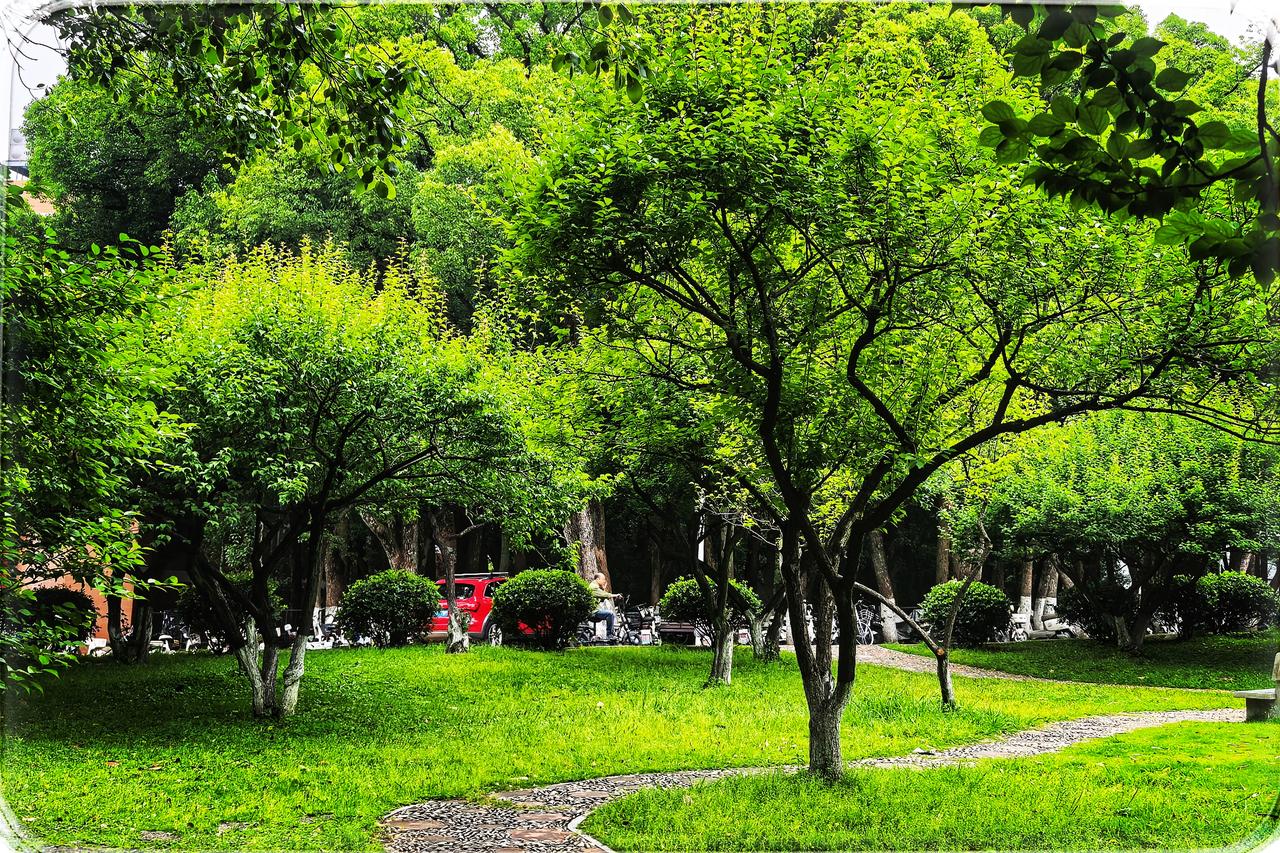 华中师范大学大学，绿美华章
在时光长河的温柔流淌里，华中师范大学，似一颗绿色明珠