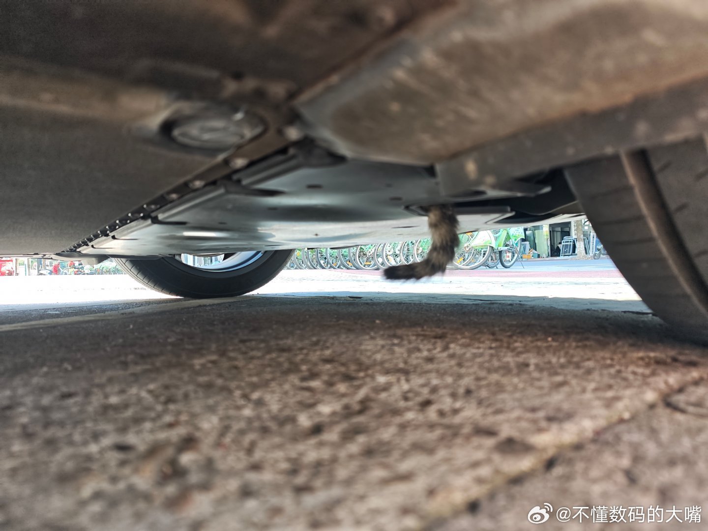 猫钻进我su7底盘了怎么办。[裂开][裂开][裂开][裂开] ​​​