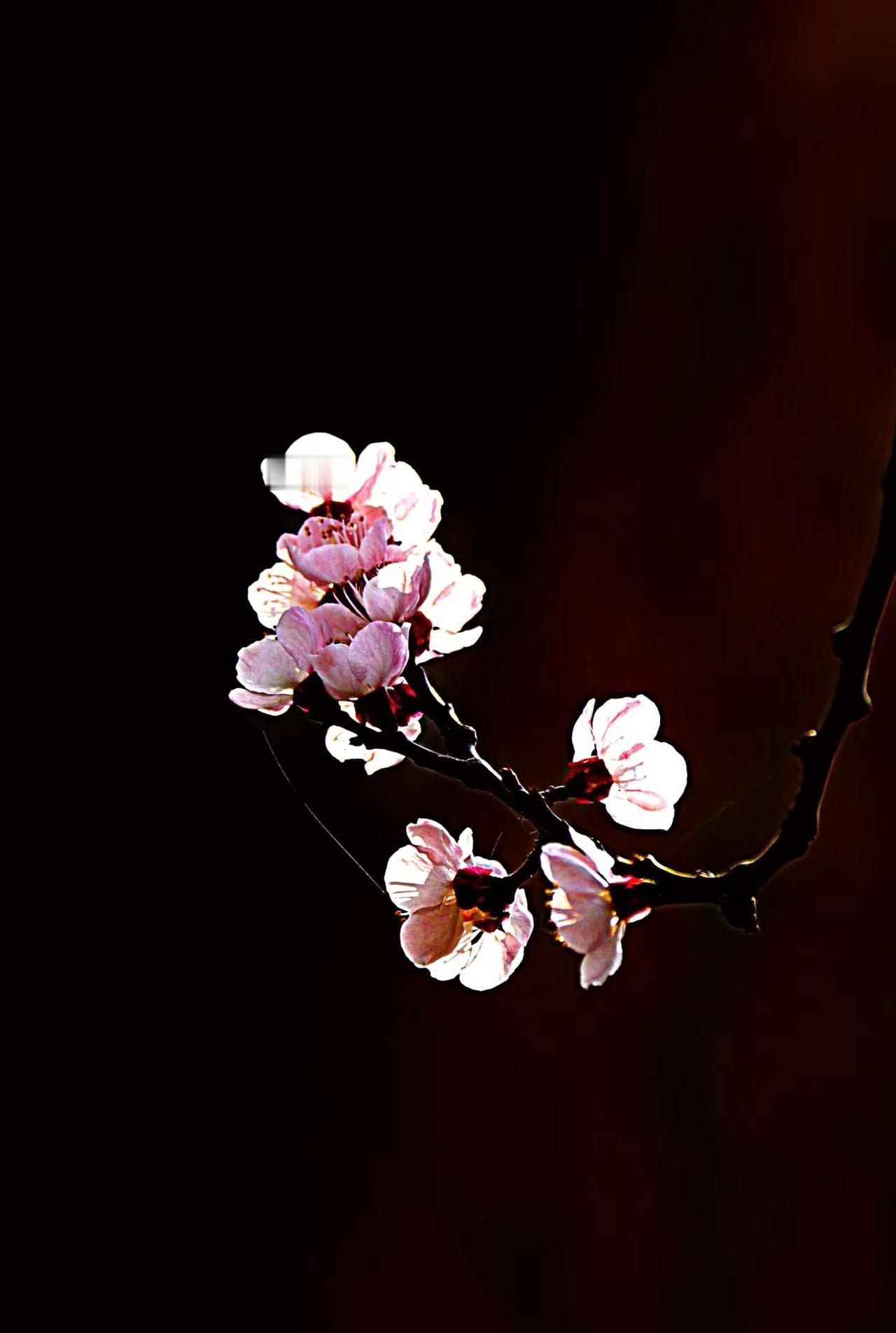 一壶清茶对月照。唯美花枝 黑暗背景的花 黑背景下的花朵 月夜花树氛围