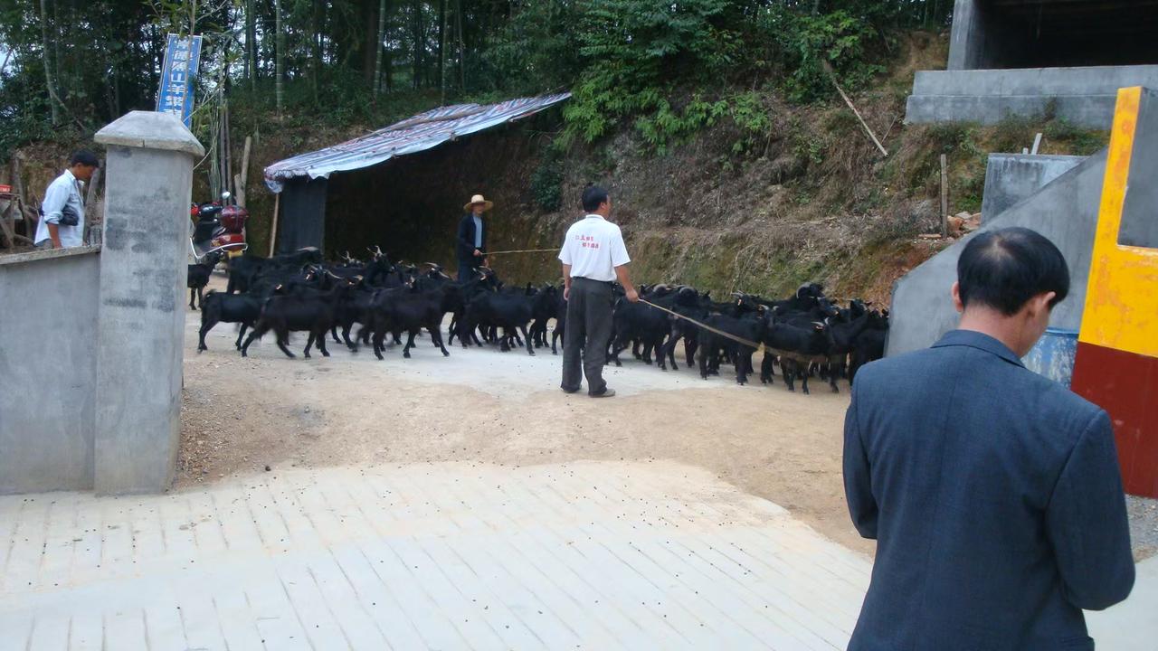 村里人赊10只黑山羊，同意还是拒绝？粉丝问：村里人想赊账买10只黑山羊，同意还是