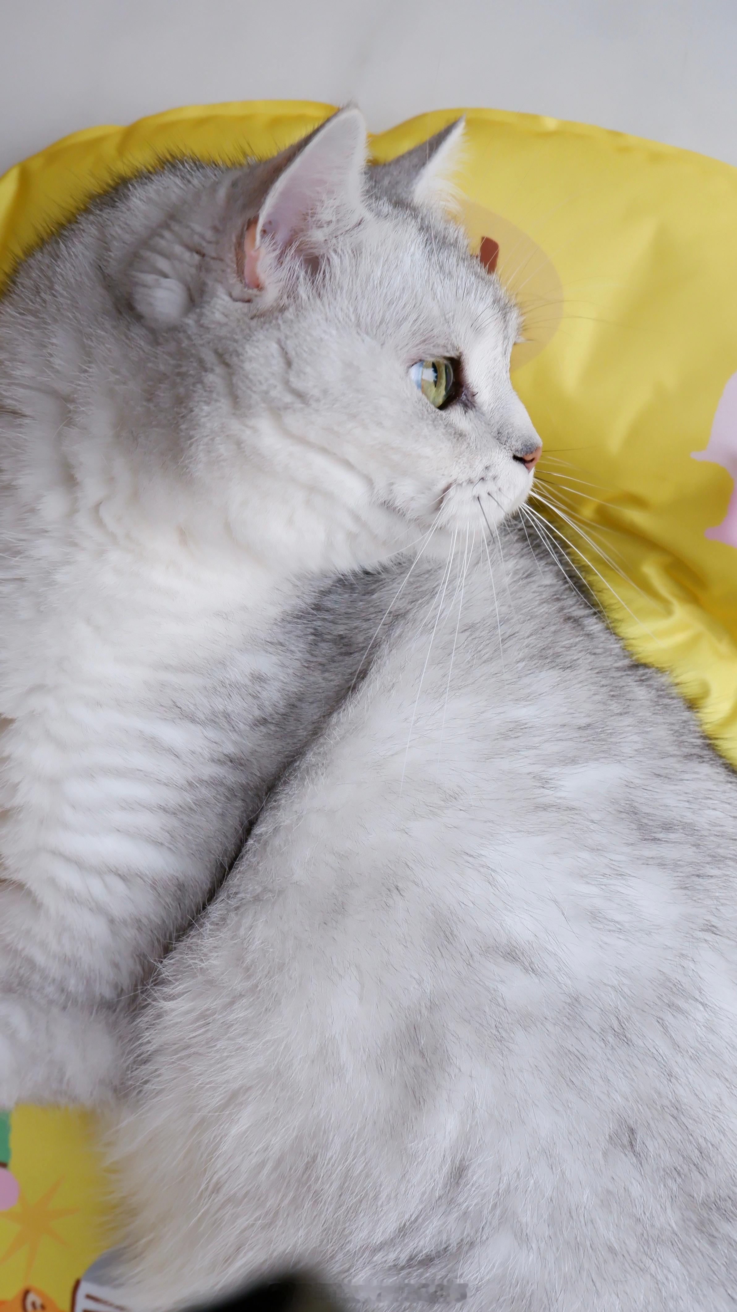 路上发个库存小猫[开学季]#喵趣横生# ​​​