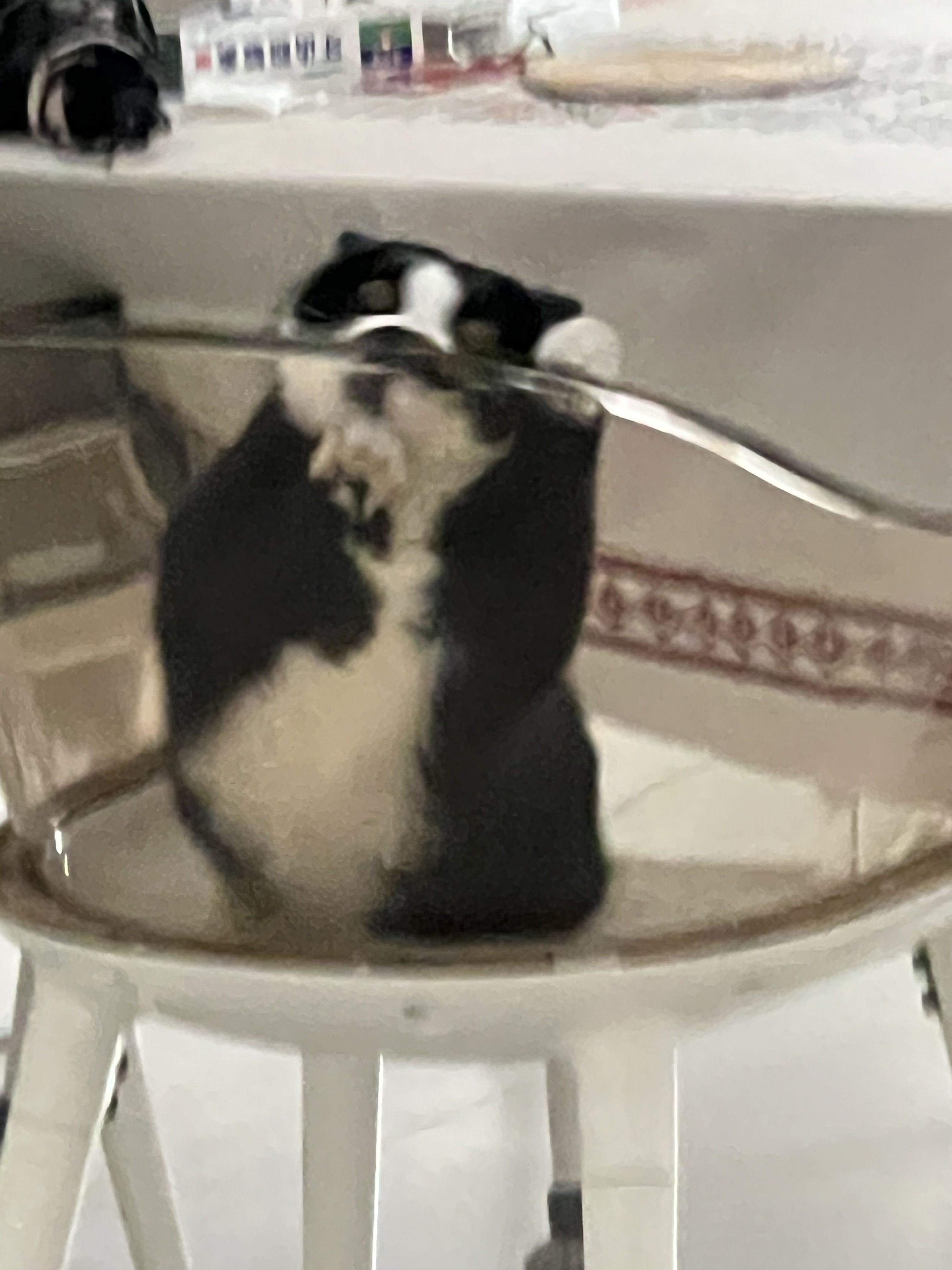 猫猫对人类的观察行为🧐