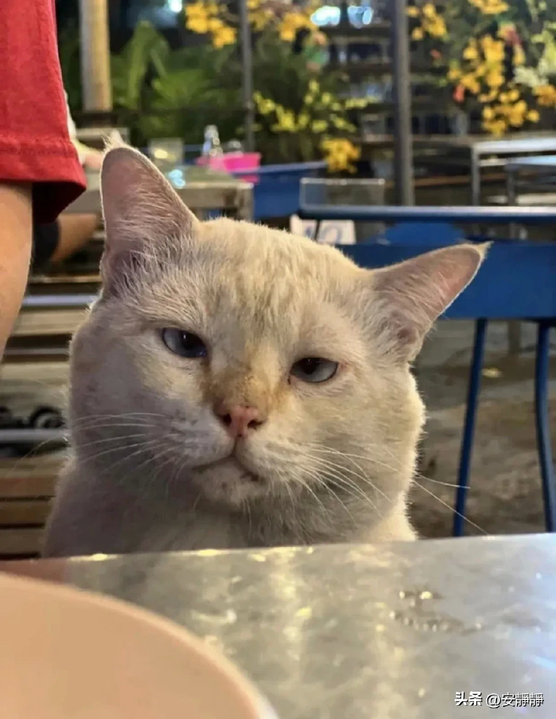 烤肉店老板养的喵，每次有顾客来了就会在旁边盯着👀…有种说不出的忧伤灰头土脸的，