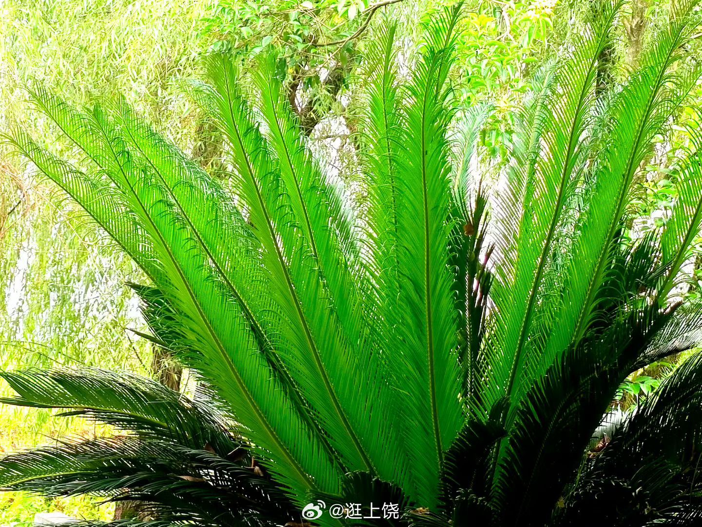 上饶信美江南第一州 炎夏老师说，每次在丰溪河畔散步，都是满目绿色，春意盎然，称心