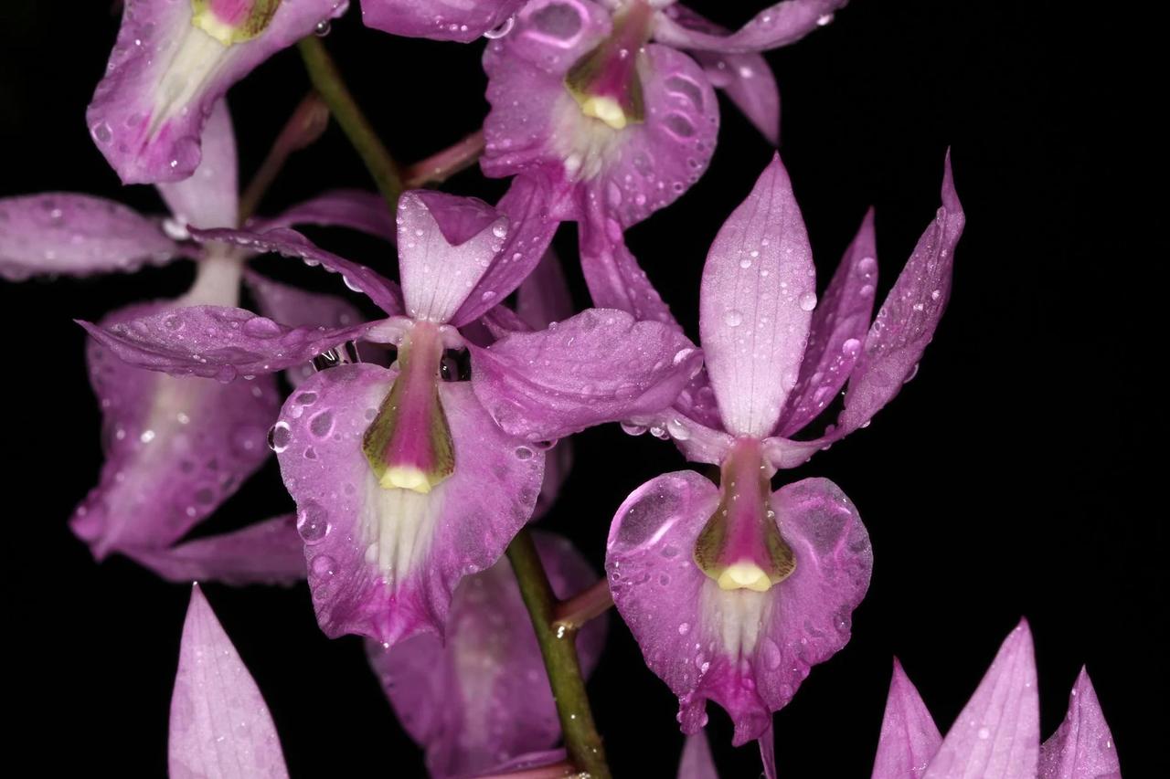 🌿 Barkeria melanocaulon 黑茎巴克兰兰
这是一种原产于墨