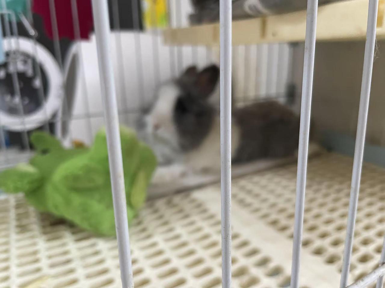 宠物兔