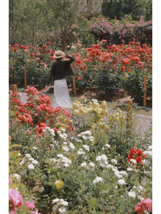 郑州莫奈花园📷月季公园一年中最美的时刻