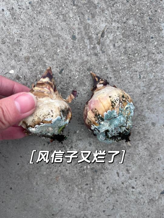 风信子养不活我就养葡萄风信子吧