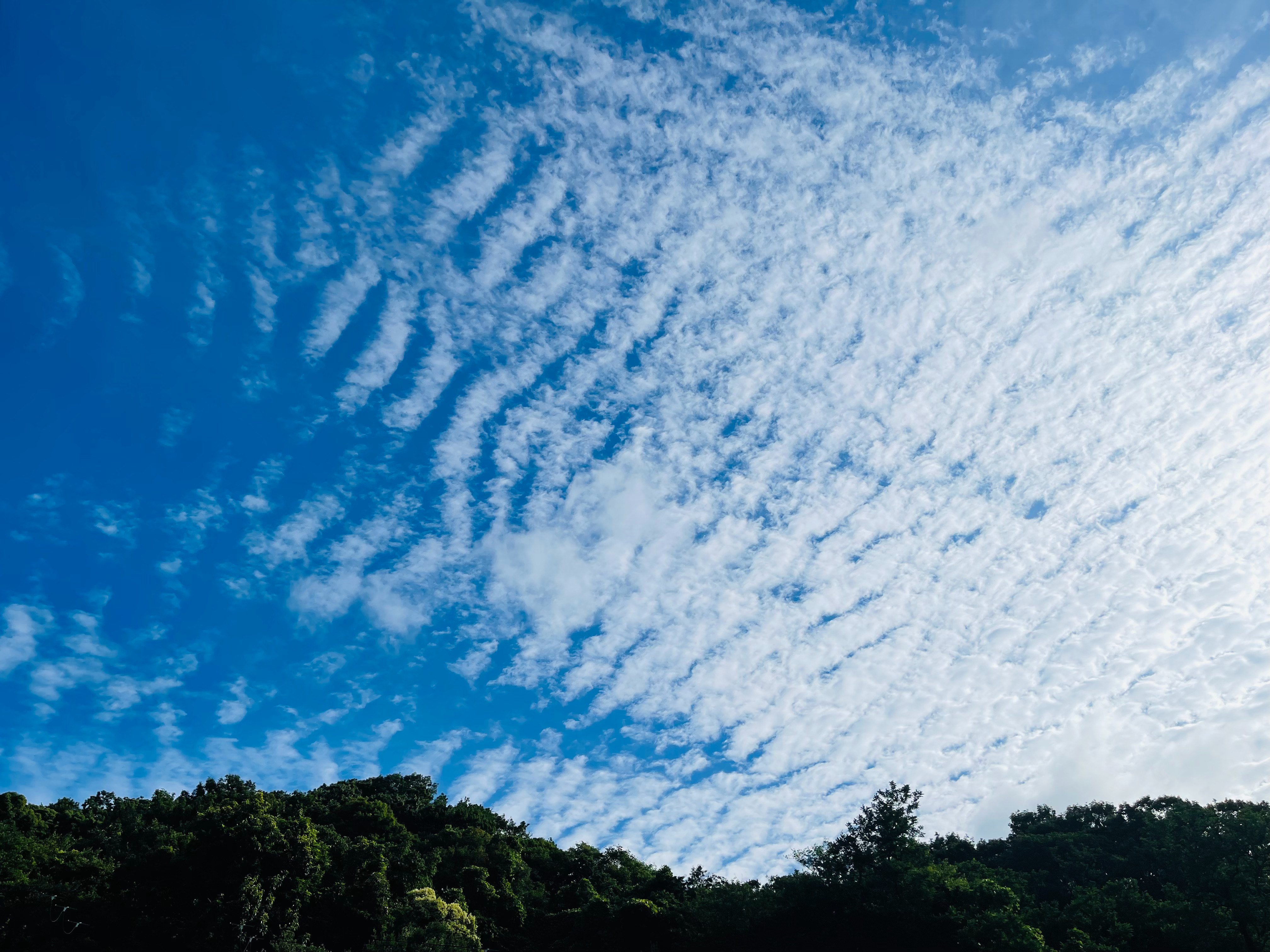 今晨的天空，犹如被打翻的鳞光与细浪一样。一抬头，瞬间之内就被这一层层此起彼伏的云