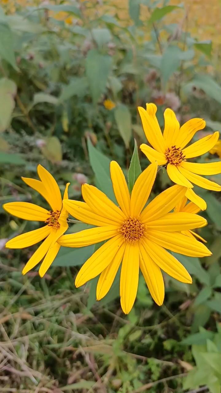 分享相册里的照片风景看着这向阳而生的花，所有的疲惫都烟消云散。它教会我们，无论何