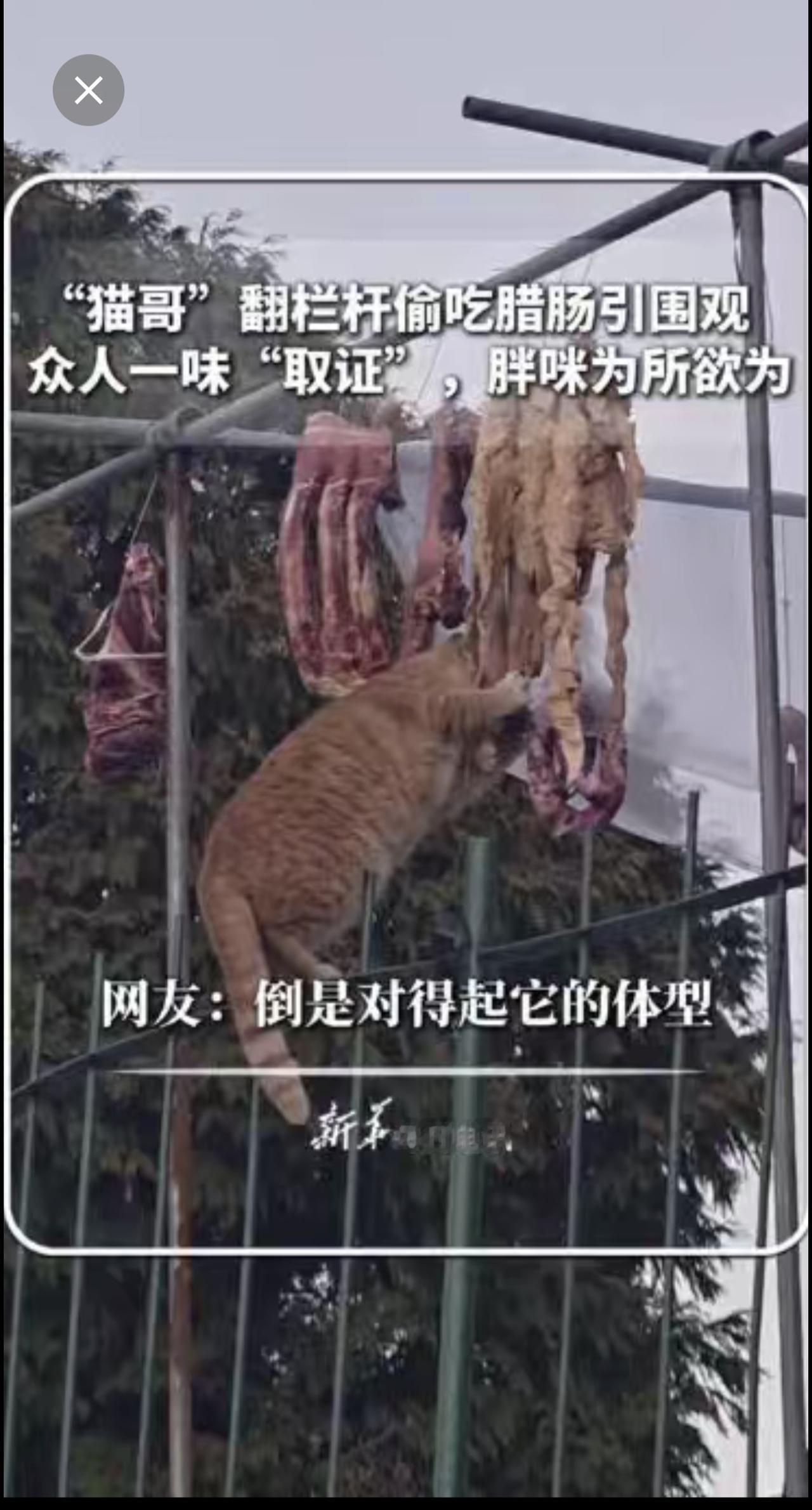| “猫哥”翻栏杆偷吃腊肠引围观，众人一味“取证”，胖咪为所欲为！网友：倒是对得