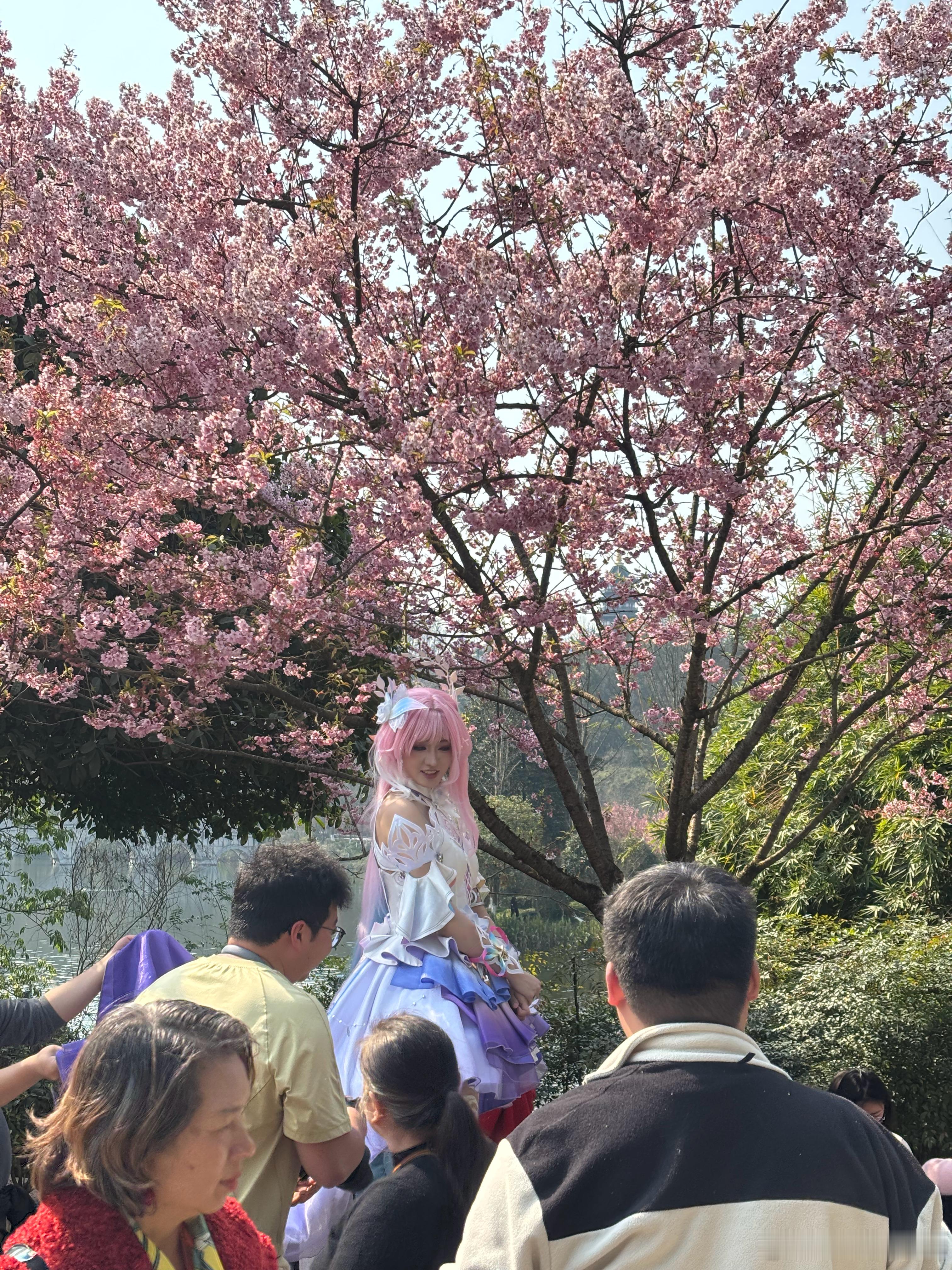 今年这个春节，重庆的天气好得非同凡响。 