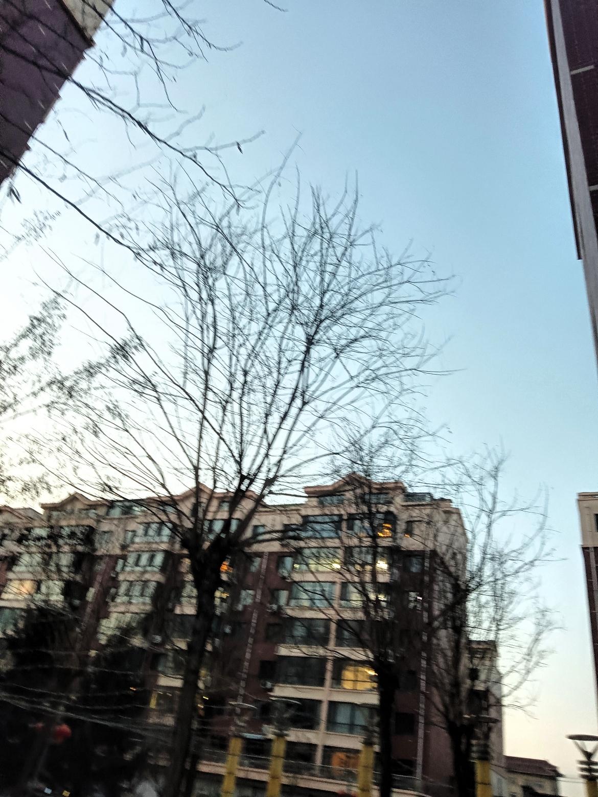 冬日黄昏，树影婆娑，静谧街景。