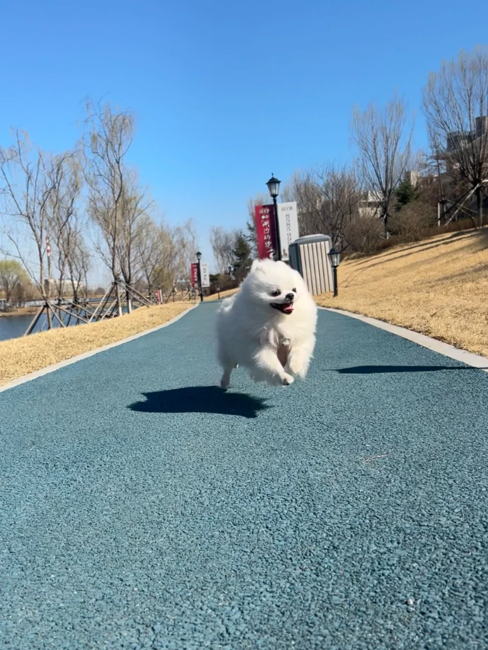征集小狗会飞的照片
