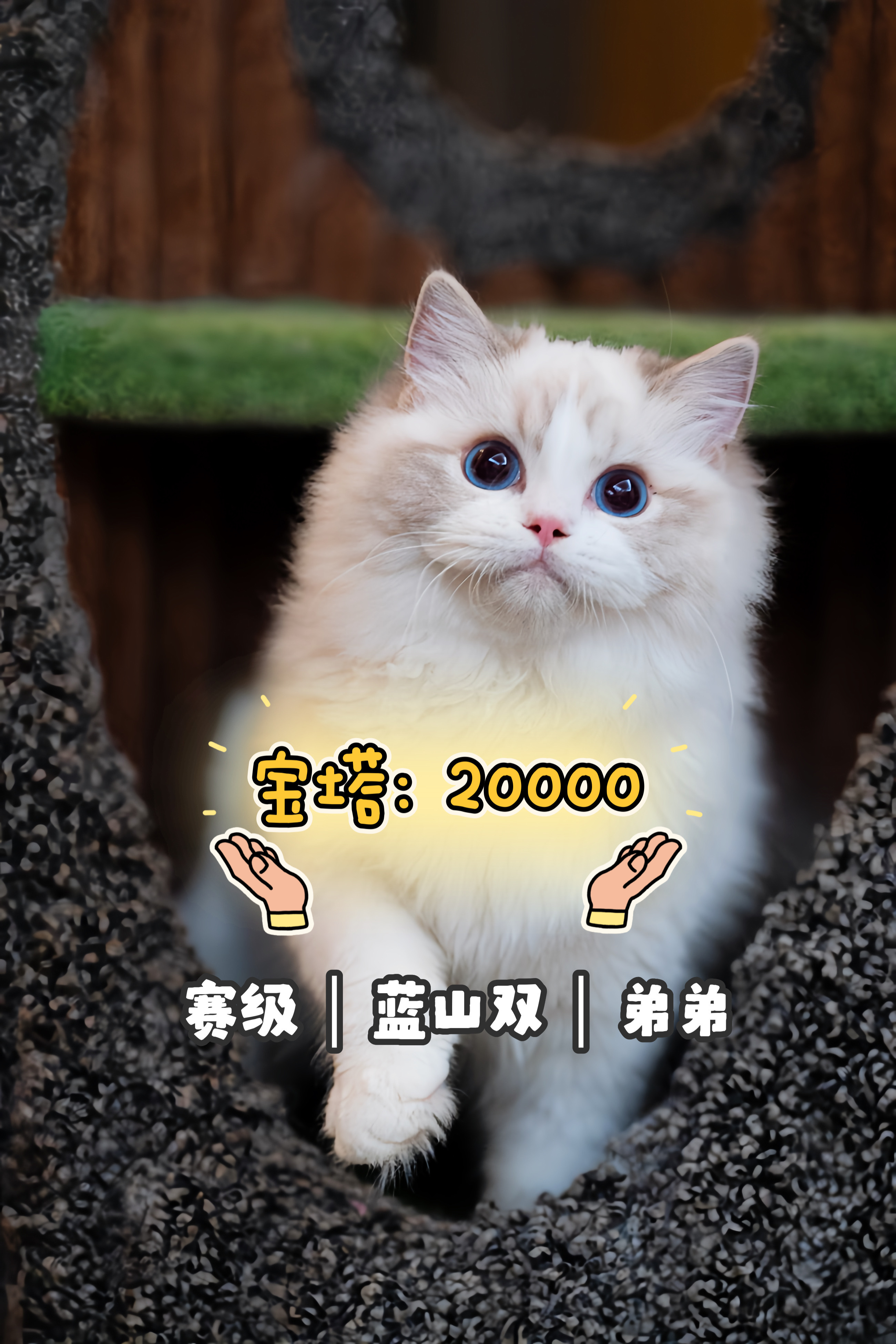 MINOS小猫找家合集｜本次5只小猫每个小猫🐱详细介绍在下一页图片介绍里[蹲后