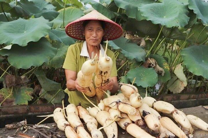 【柳江人的骄傲！这根“玉藕”，火遍全国，远销海外】
近日，柳州柳江区百朋镇莲藕上