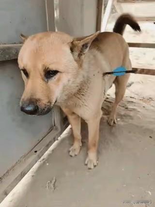 女子养了3年的大黄狗，被偷狗的用弩箭射穿了肚子，狗狗一路忍着疼跑了回来，直到看到