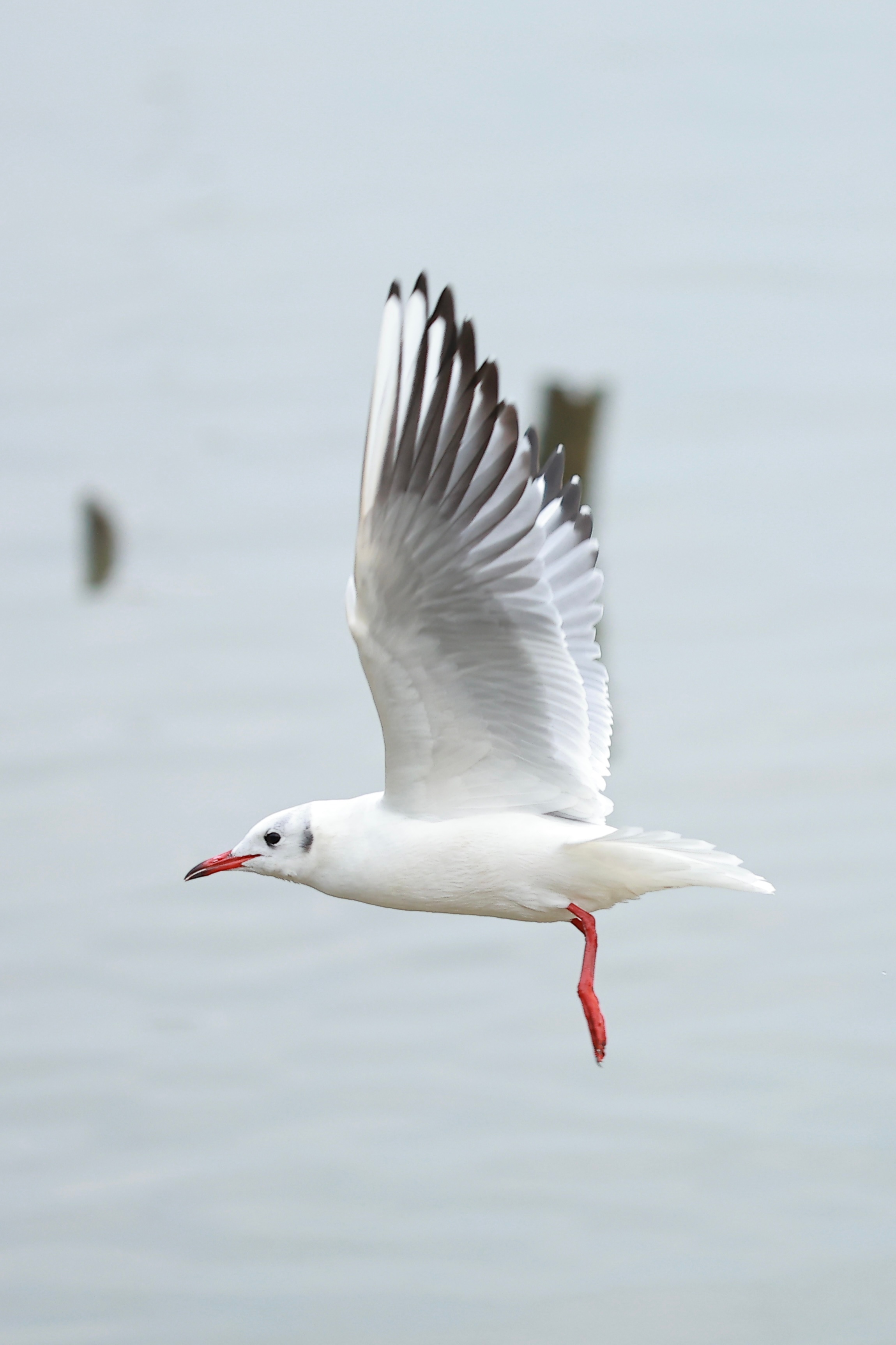 深圳湾公园候鸟观赏好去处 6 