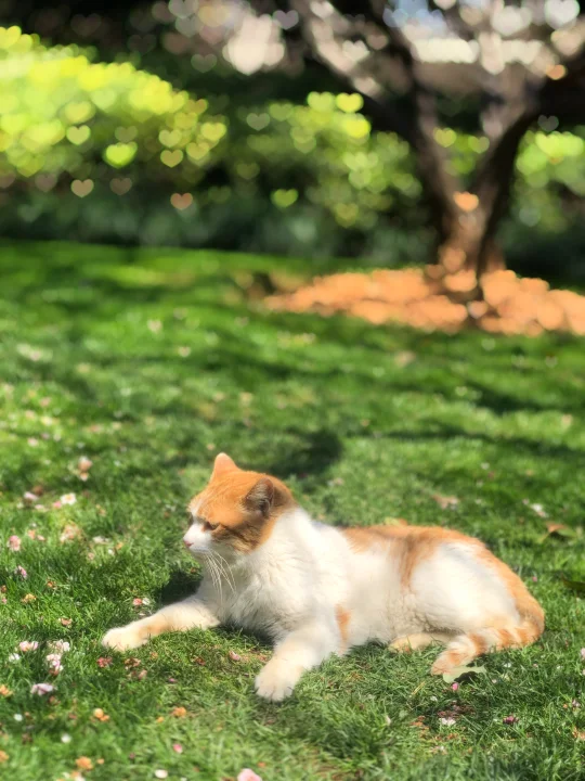 旅途中碰到的小猫咪🐱