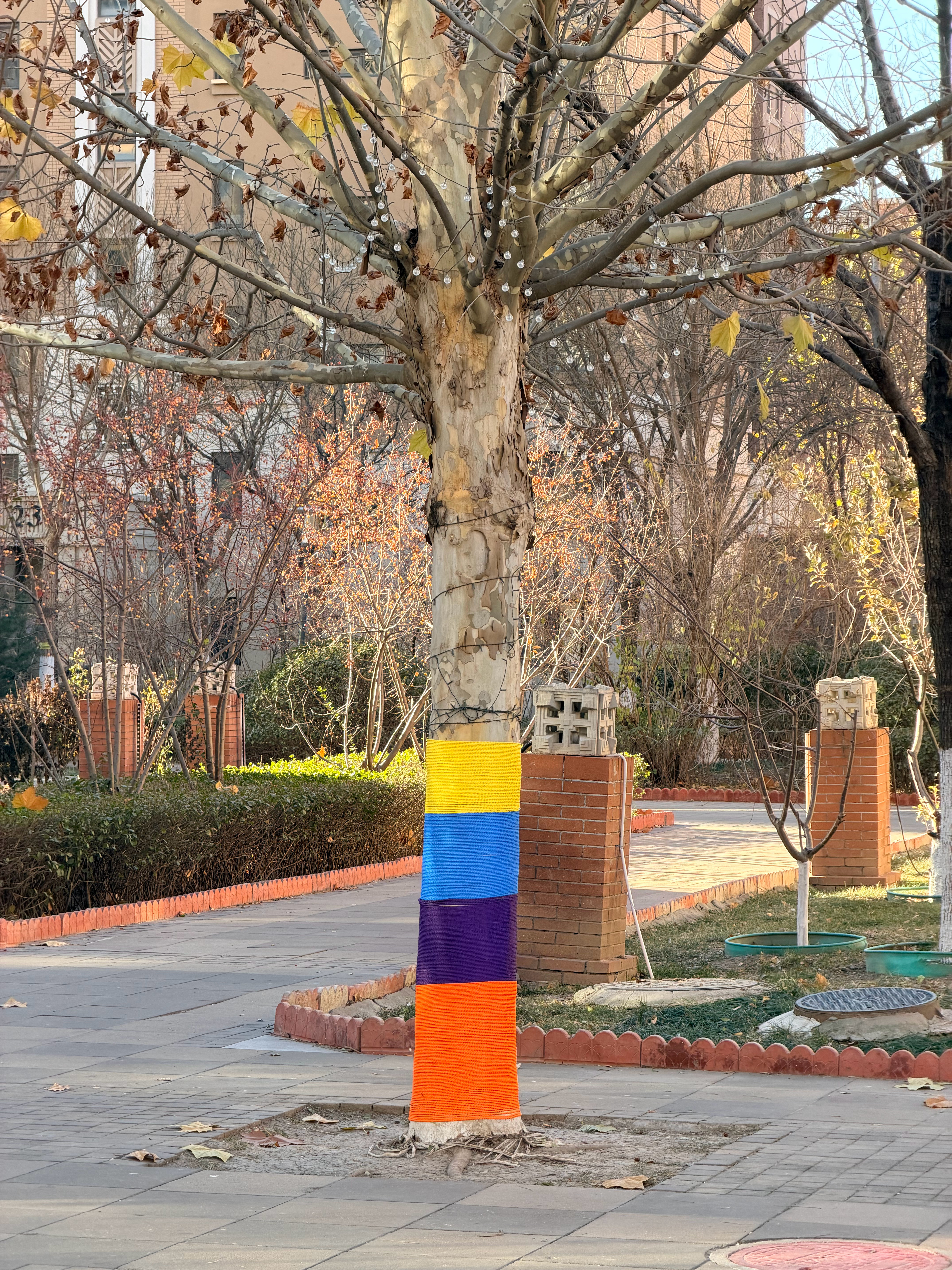 天冷了 小树穿上花衣裳与低饱和度的北方有点反差 