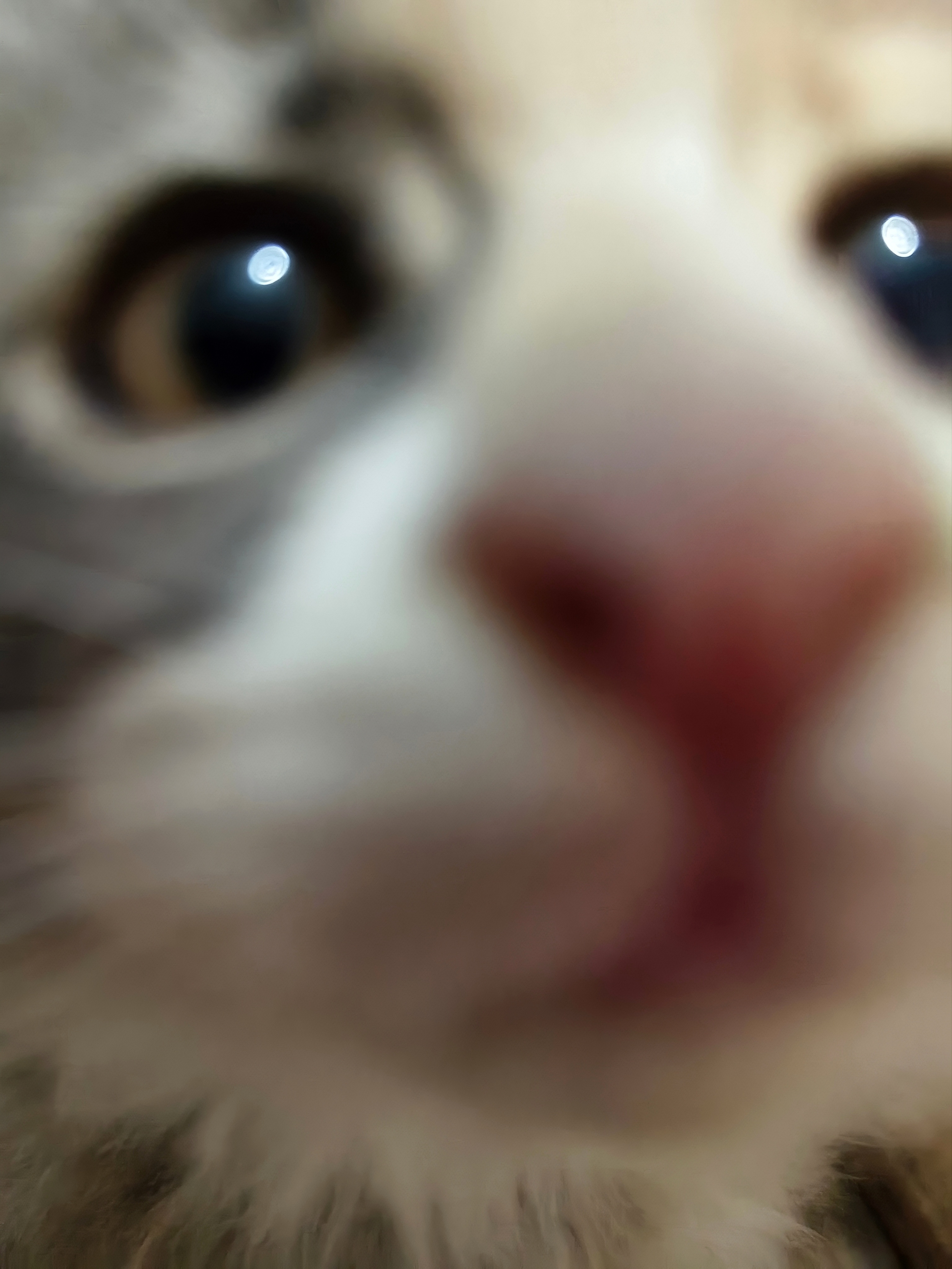 🐈:人，早上好啊（超糊怼脸拍） ​​​