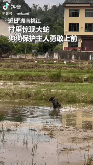 “这只护主的狗狗火上人民日报了！”湖南，一位大叔在水田边干得正起劲，突然一条毒蛇