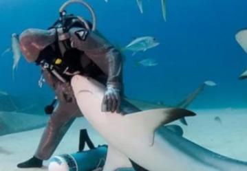 1996年，一位女性潜水者在潜水时，看到一只鲨鱼的牙上挂着一根大钩子，便帮助它把