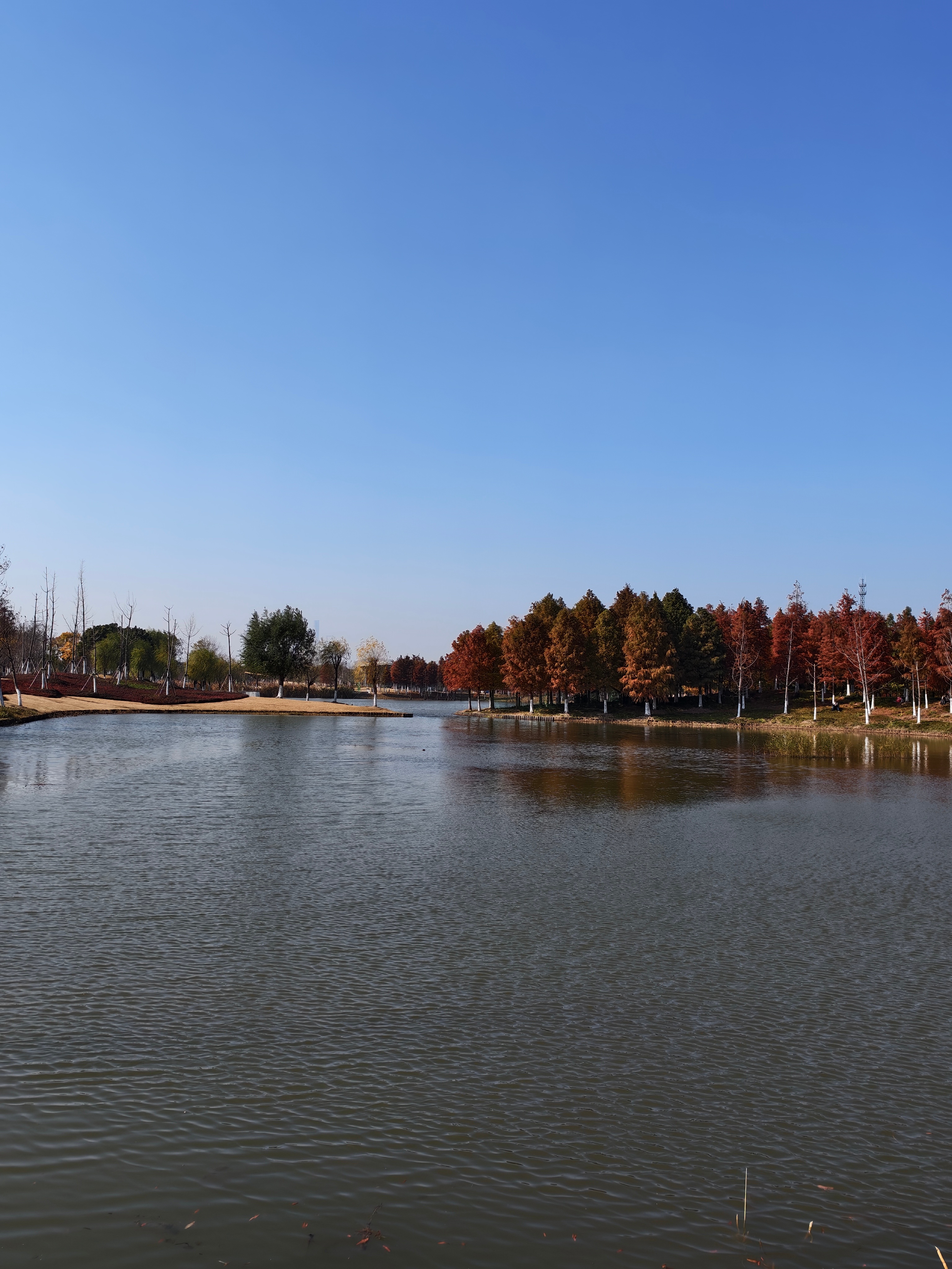 用 vivo X Fold5 和理想 Livis 各拍了一张。今天上海太冷了，看