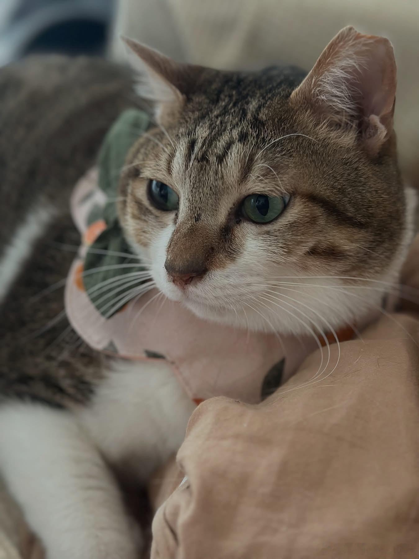 猫宁 