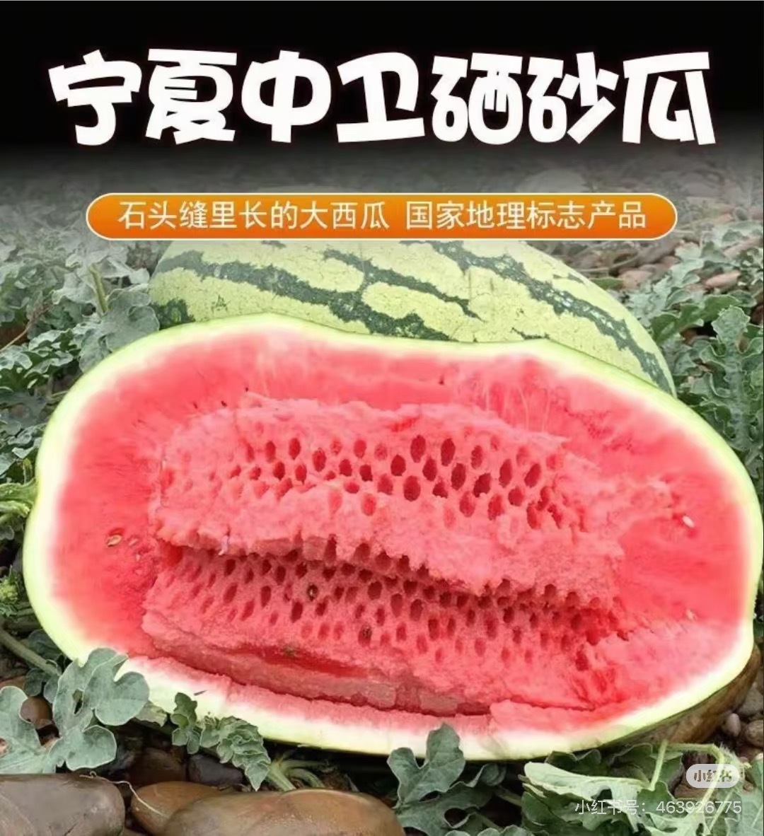 沙特巨型西瓜为何国内少见国内的西瓜都是我们这些吃瓜群众多年吃出来的优选品种少见只