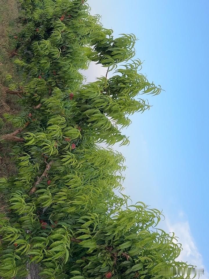 桃源简直让人太陶醉了。
每天看着这骰子一天一个新变化，一天一个新亮点 Mhm。 
