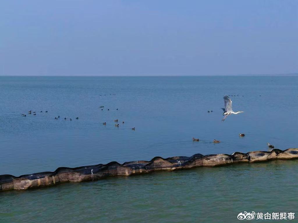 【春意盎然百鸟欢水韵生态入画来】随着春日气息日渐浓厚，合肥巢湖水域呈现出一派勃勃