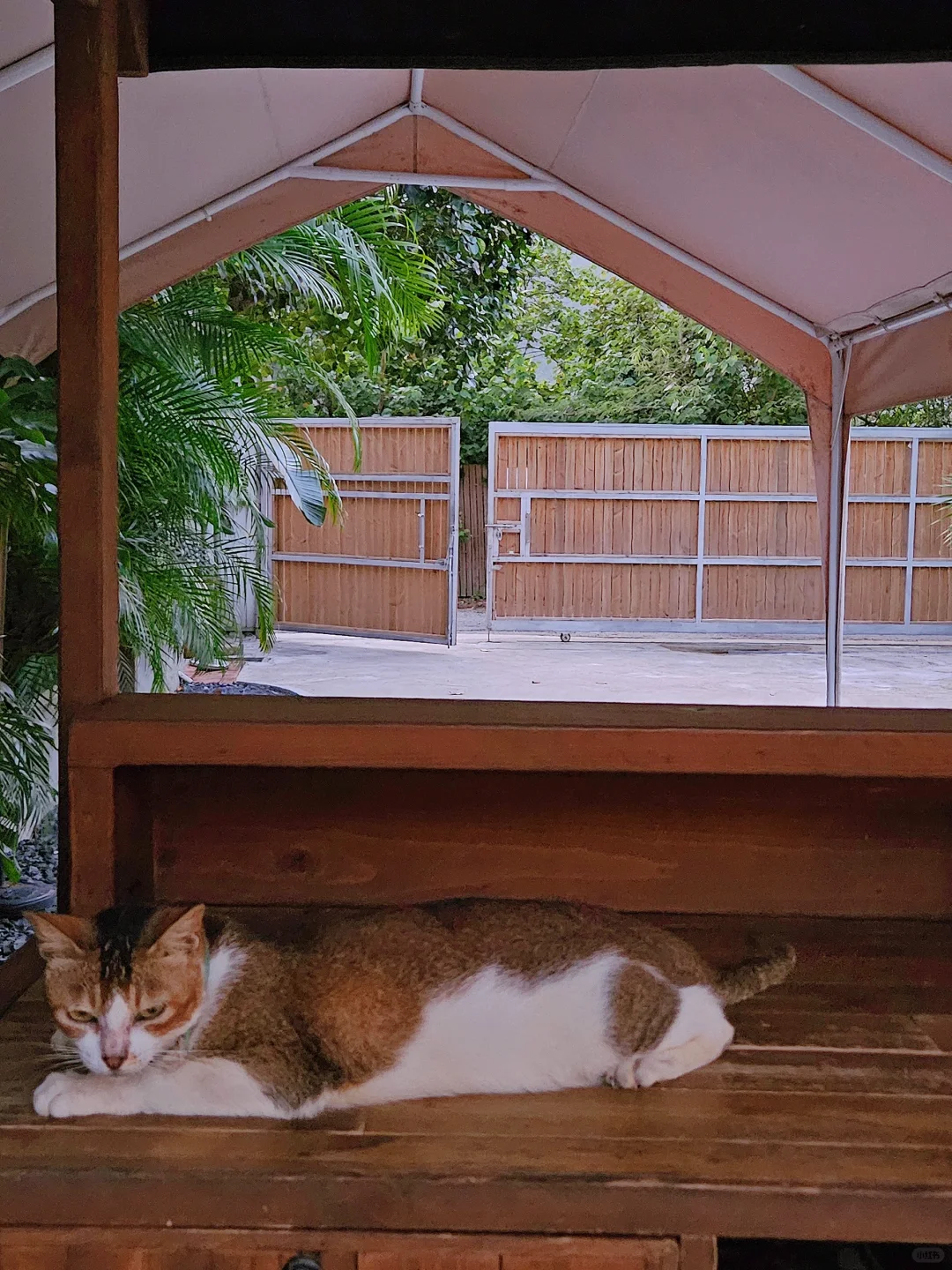 🇭🇰港版芭提雅｜最美东南亚度假风咖啡馆🏝️