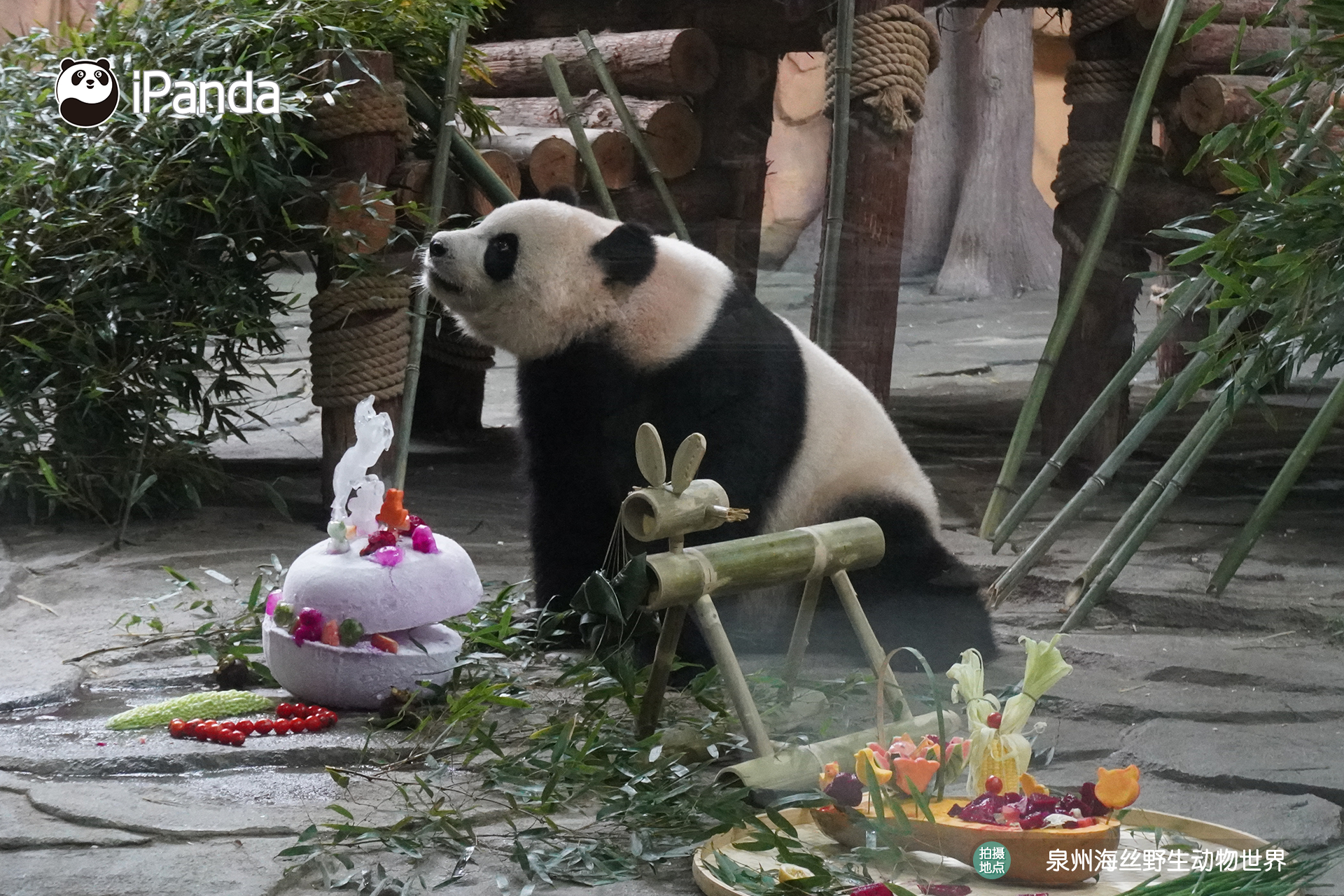 【大熊猫星语星愿12岁生日快乐】今天，生活在福建的大熊猫姐弟俩“星语”“星愿”满