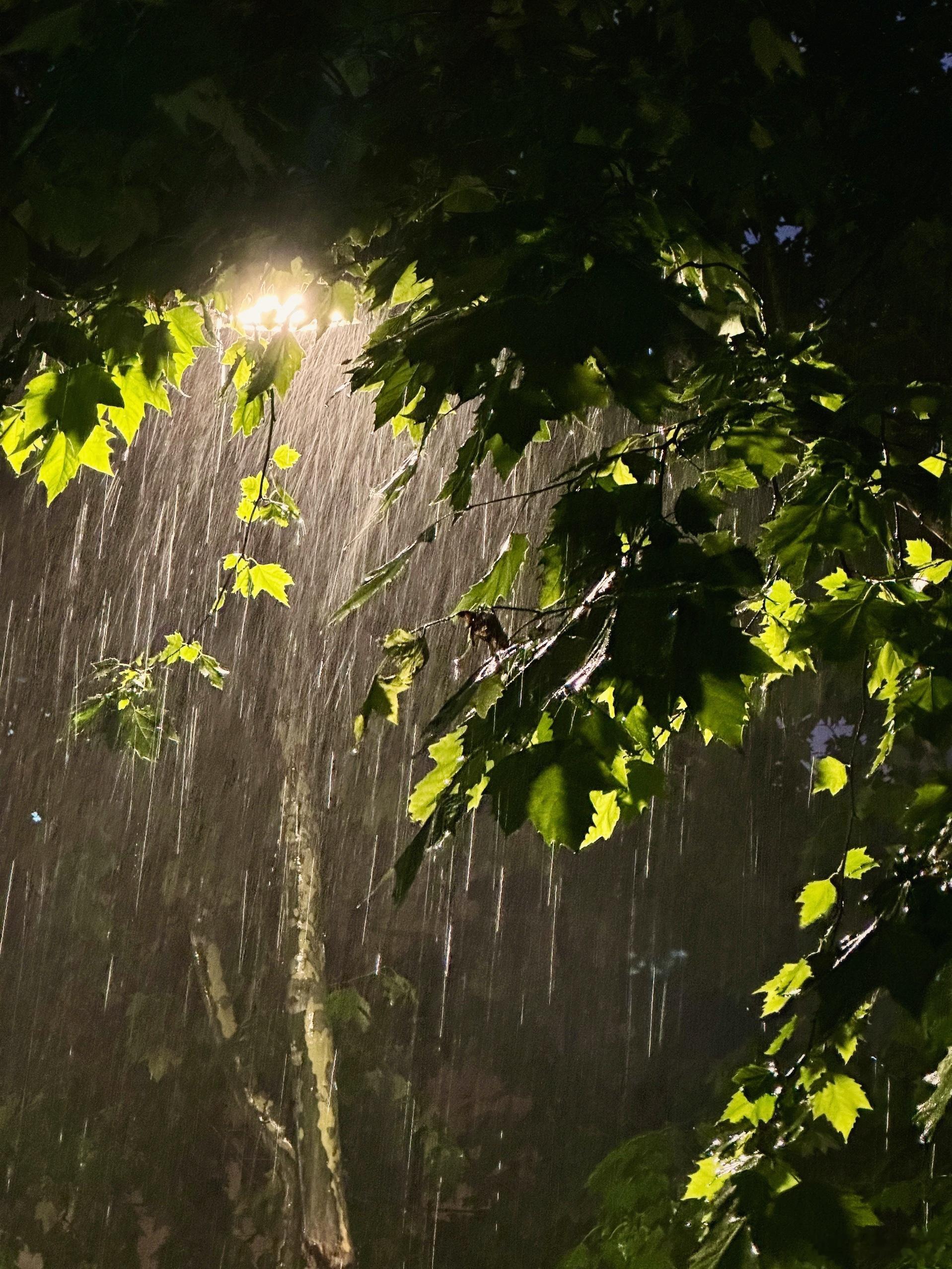 豪雨。 