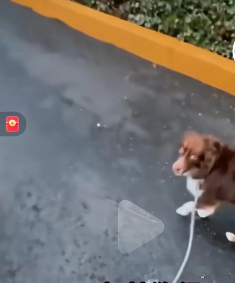主人牵着狗狗溜达，故意把狗绳放掉测试下它心会不会乱跑，谁知它那么懂事又去把狗拴绳