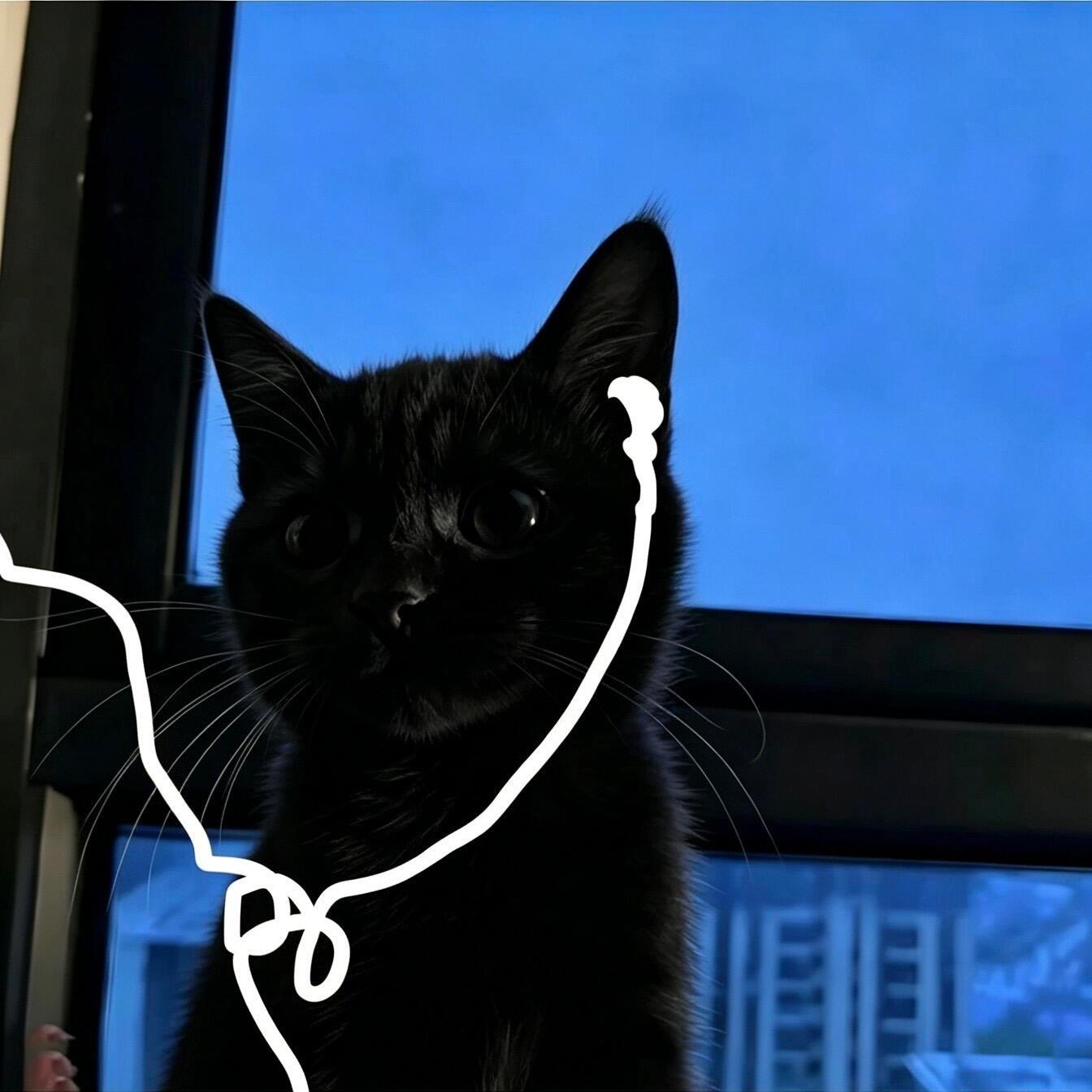 猫咪头像｜小猫带耳机情头🐾要一起听歌吗🎧 