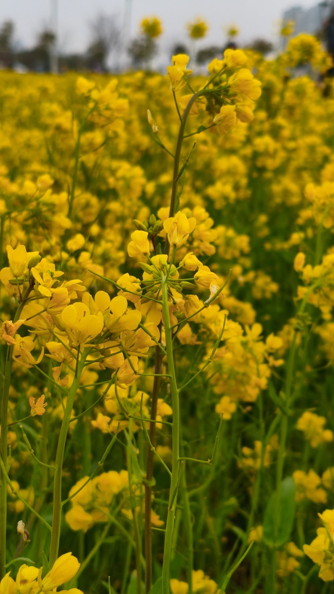 签到签到签到签到今天出门玩了，看了花，吃了糖葫芦，不错           