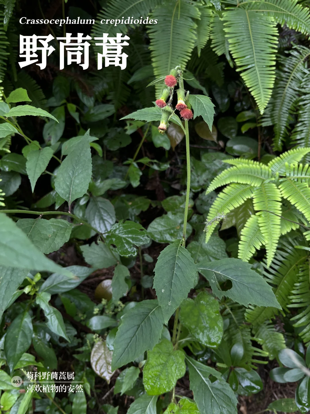 福州植物打标463｜ 野茼蒿